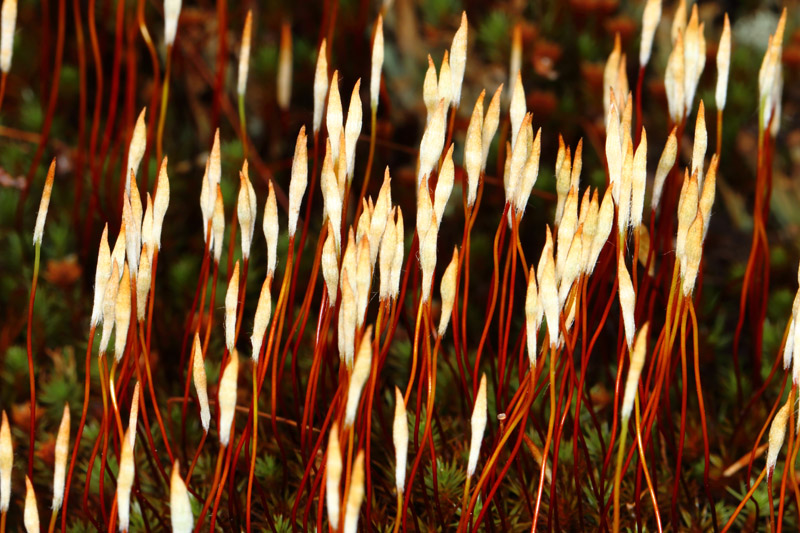 Polytrichum piliferum